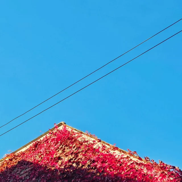 If you fall in the Fall, you'll see
September can be heavenly
If you fall, say you'll fall for me
When Autumn leaves are fallin'
from the trees.
.
.
.
.
.
.
#rathmines #autumn #red #fall #californiadreamin